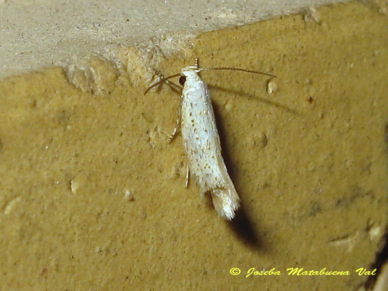 Elachista nolckeni? - Elachistidae